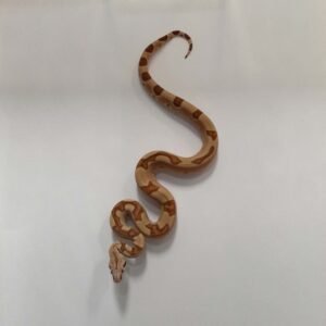 BOA HYPO JUNGLE COLUMBIAN 66% HET ALBINO