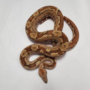 BOA HYTEK