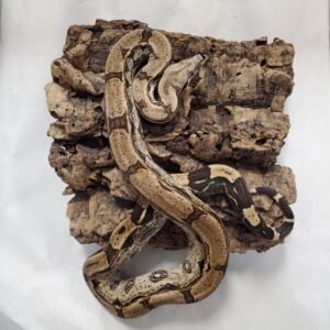 BOA ARABESQUE