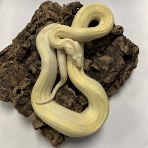 Boa Albino Motley