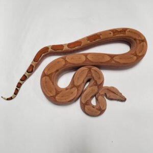 BOA HYPO BOA