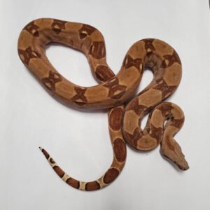 BOA HYPO SALAMON