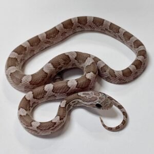CORNSNAKE SUNKISSED PHANTOM
