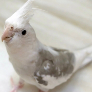 Baby  Cockatiel (White Faced)