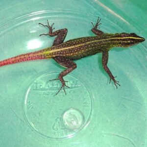 Flat Rock Lizard