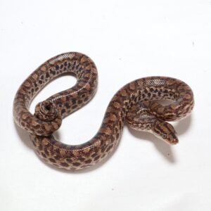 BOA VENEZUELA RAINBOW