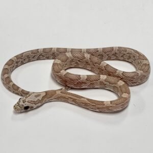 CORNSNAKE SUNKISSED GHOST