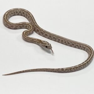 Corn Snake Tessera Ghost