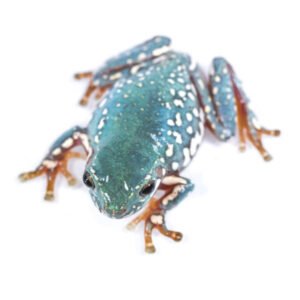 Frog Australian White Tree