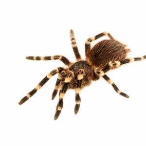 Brazilian White Knee Tarantula