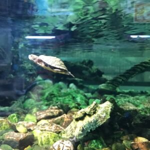Aquatic Turtle Red-eared Slider