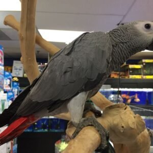 Baby African Grey (Congo - Camaroon)