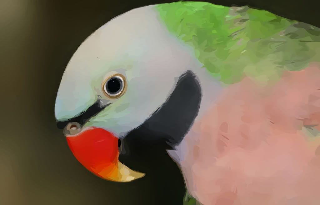 Moustached Parakeet - Image 2