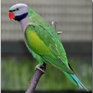 Moustached Parakeet