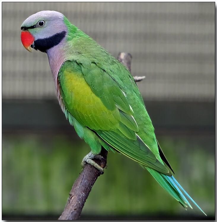 Moustached Parakeet