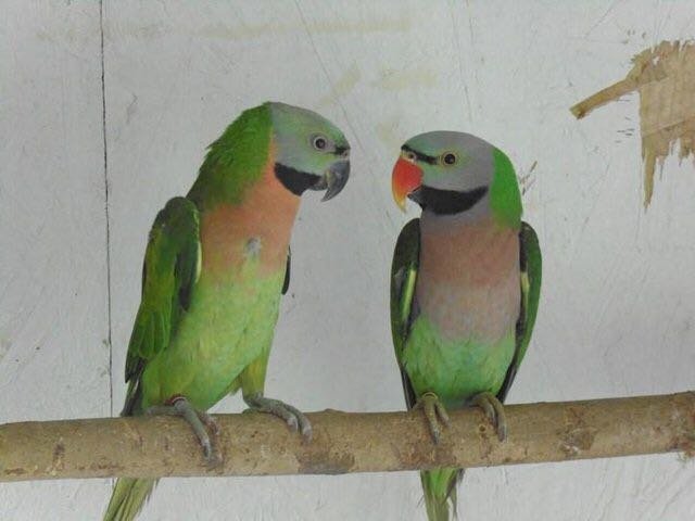 Moustached Parakeet - Image 4