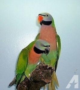 Moustached Parakeet - Image 5