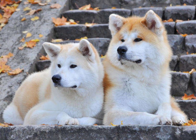 Japanese Akita - Image 4