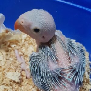 Baby  Indian Ringneck (Blue)