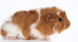 Guinea Pig Abyssinian (Rossets)