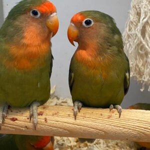 Lovebird Pied (Fischer's)