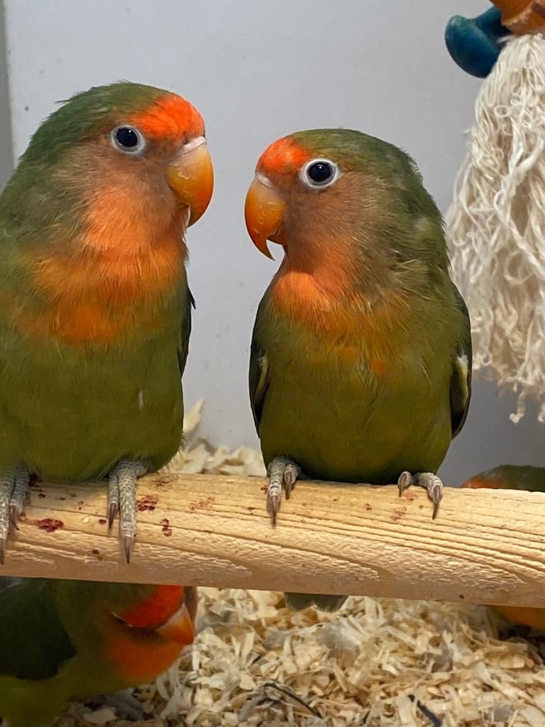 Lovebird Pied (Fischer's)