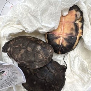 African Side Neck Turtle