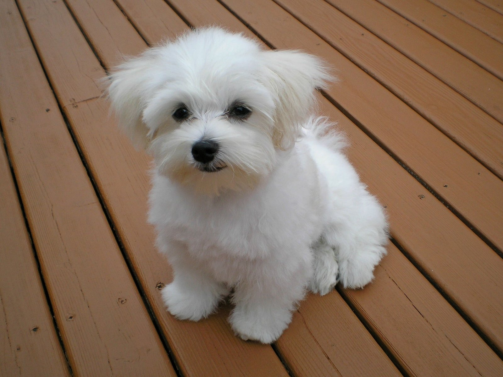 Maltese - Image 4