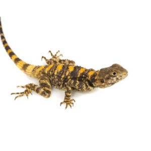 Agama Painted