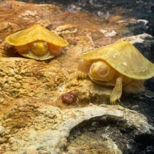 Albino Red Ear Slider