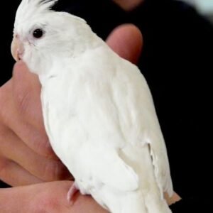 Baby  Cockatiel (White)