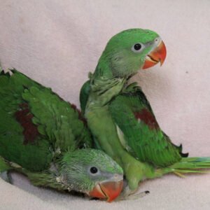 Baby Alexandrian Parrot