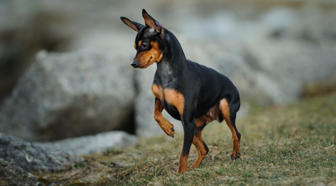 English Toy Terrier