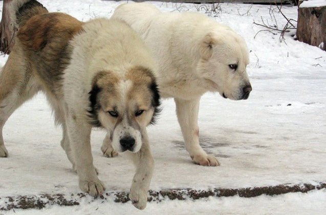 Central Asian Sheperd Dog - Image 2