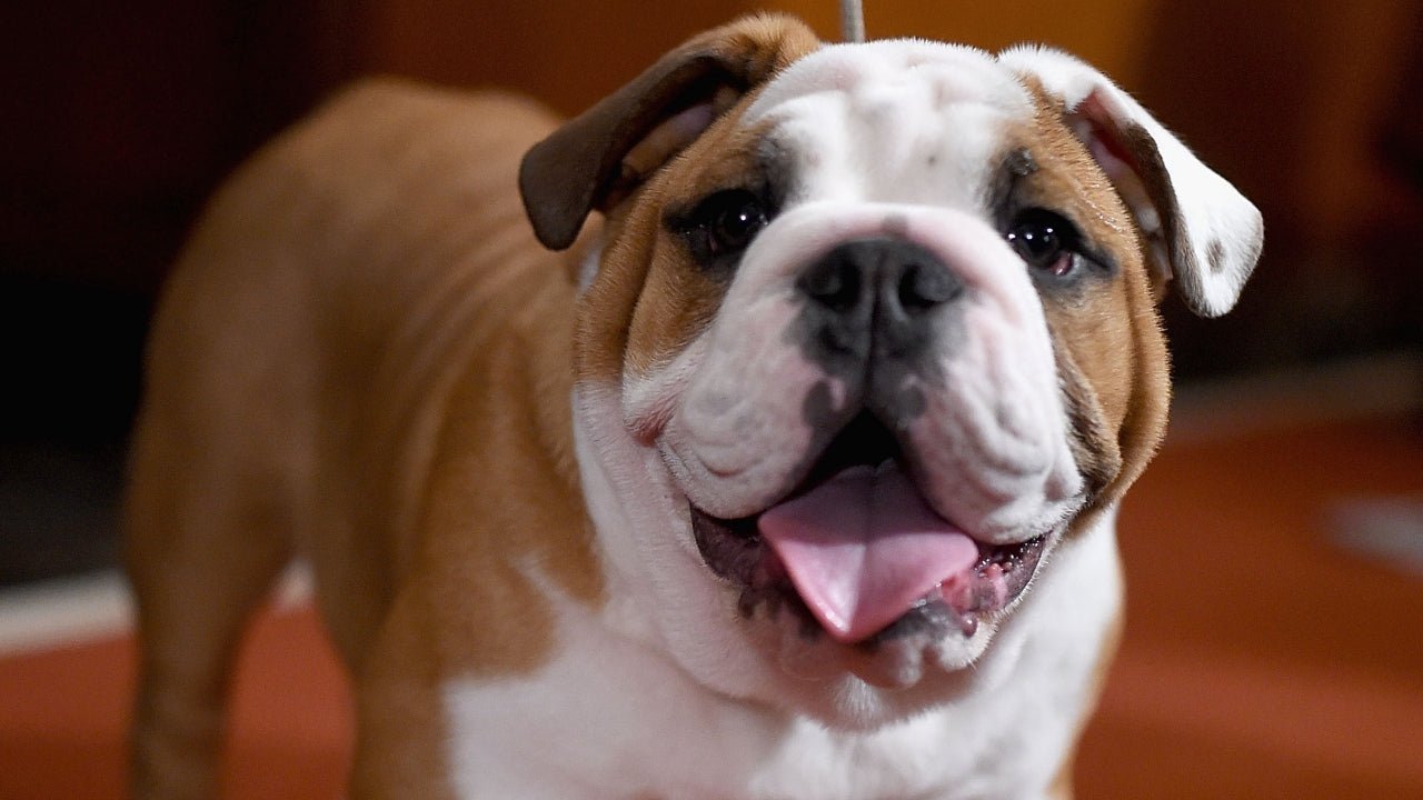 English Bulldog - Image 3