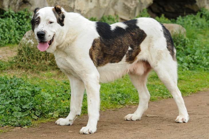 Central Asian Sheperd Dog - Image 3