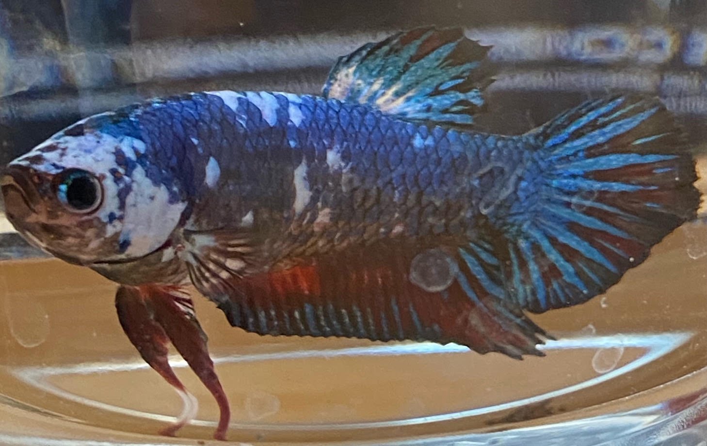 Betta Plakat (Male) - Image 2