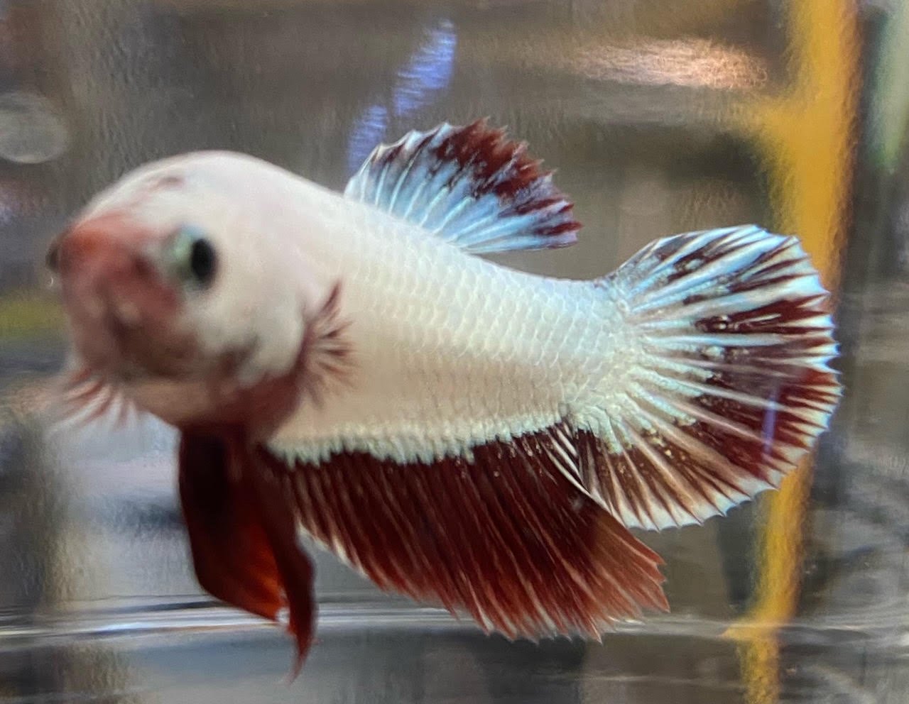 Betta Plakat (Male) - Image 11