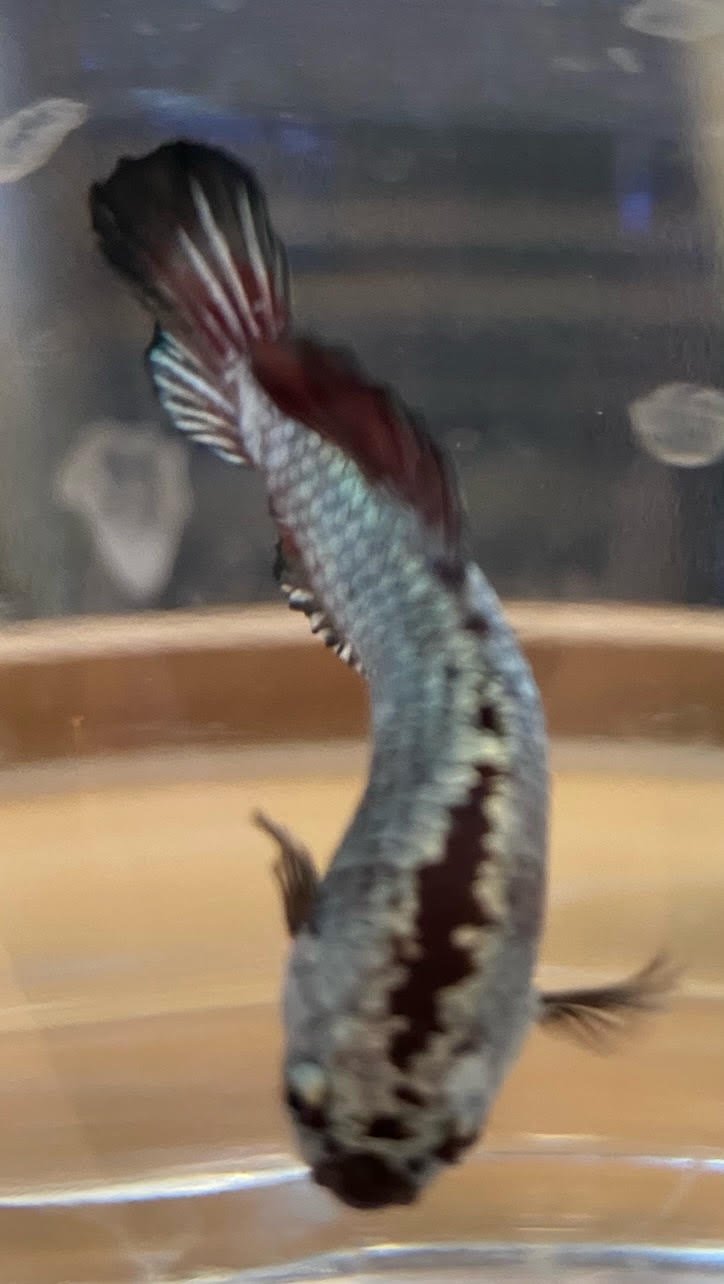 Betta Plakat (Male) - Image 3