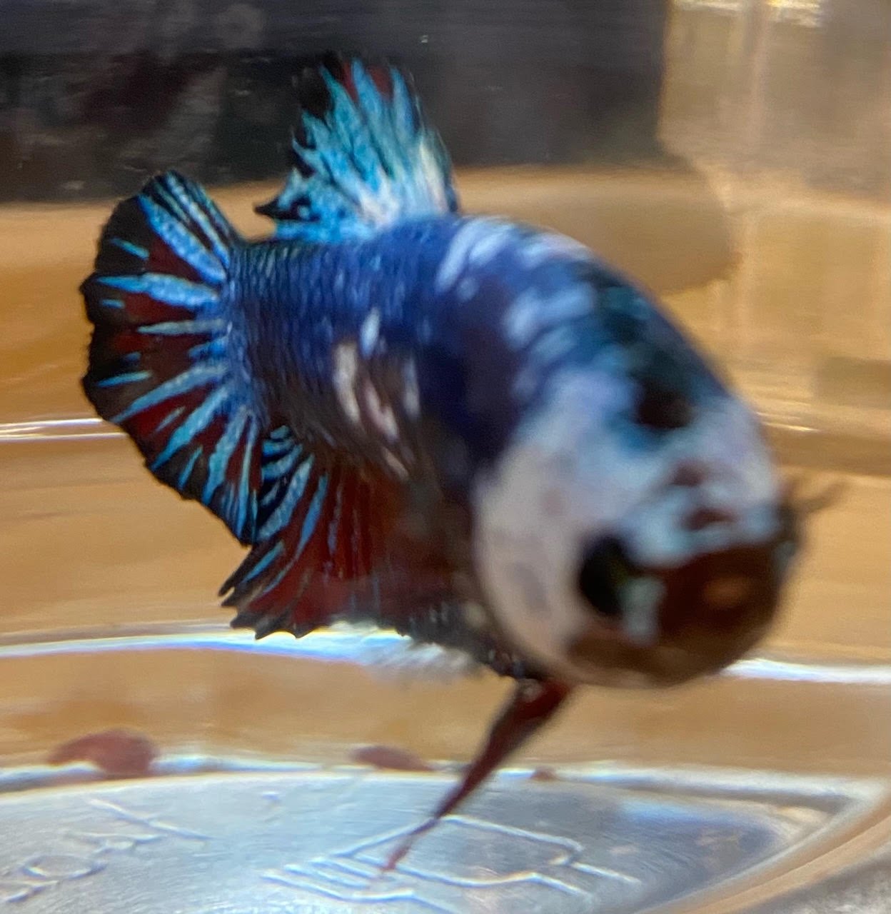 Betta Plakat (Male) - Image 4