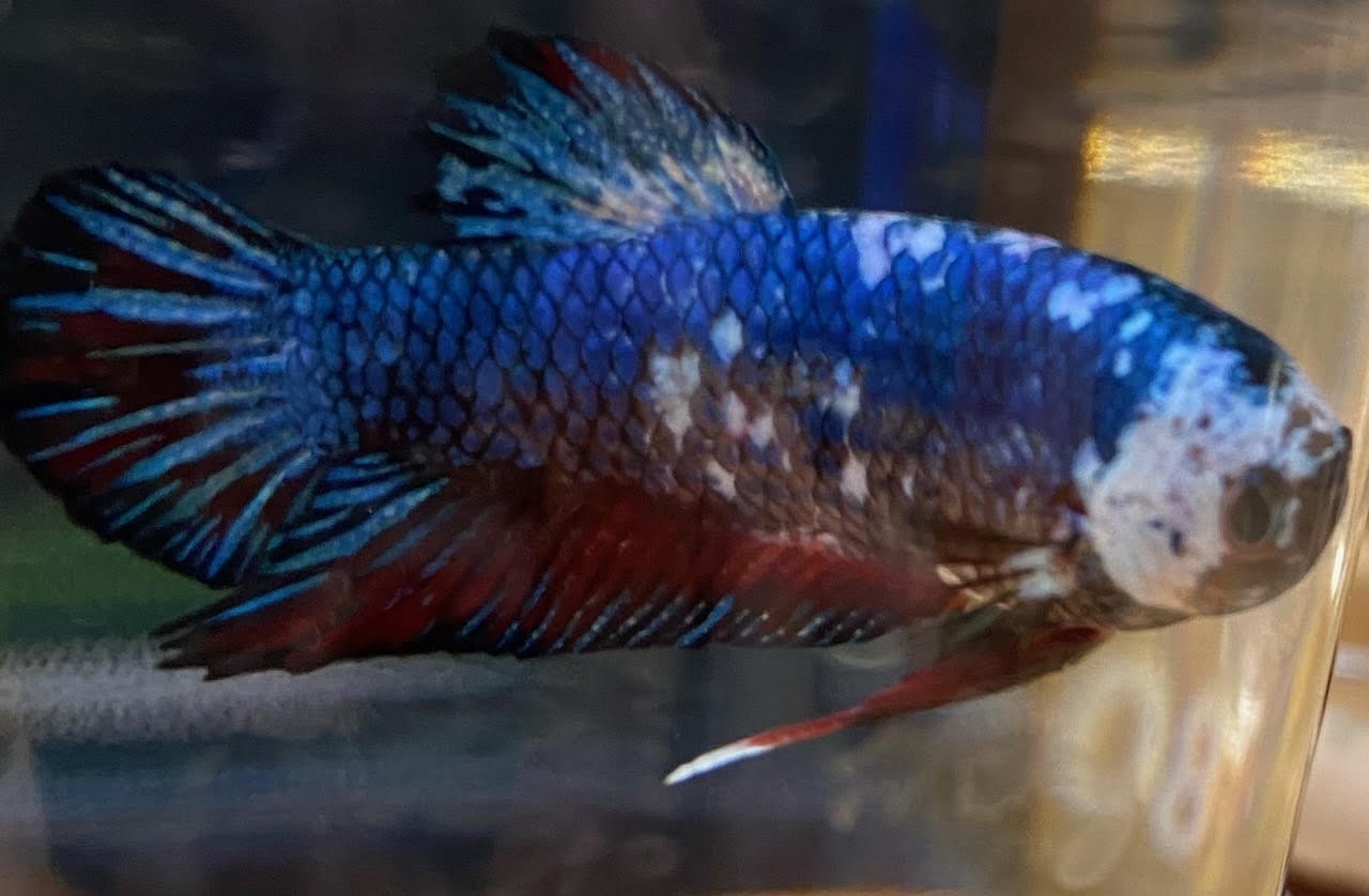Betta Plakat (Male) - Image 5