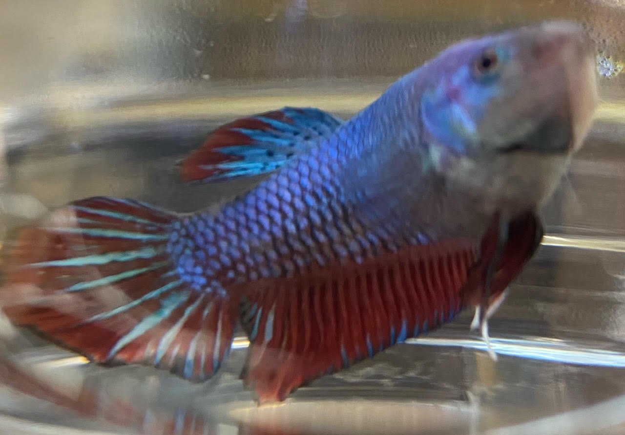 Betta Plakat (Male) - Image 6