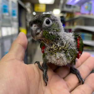 Baby Conure (Black Capped)