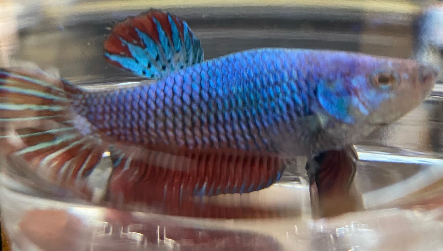 Betta Plakat (Male) - Image 7