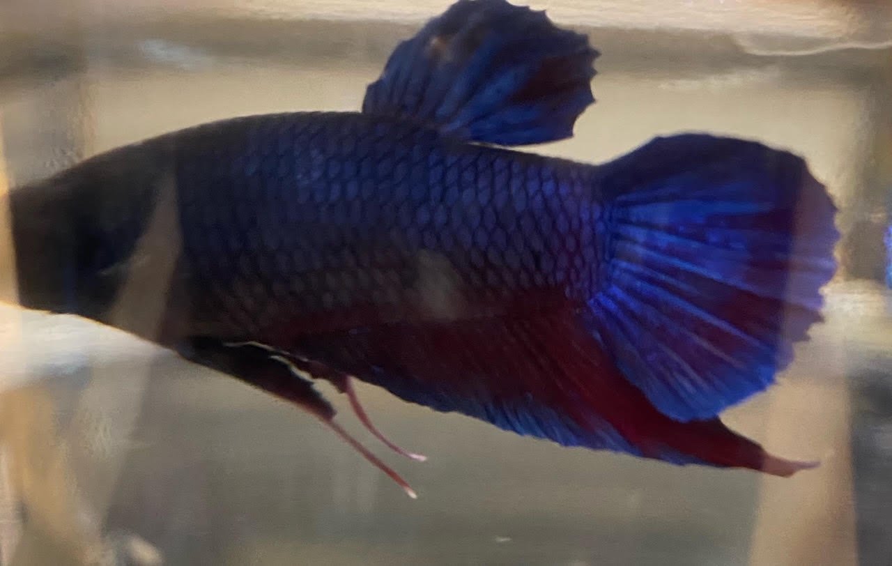 Betta Plakat (Male) - Image 8