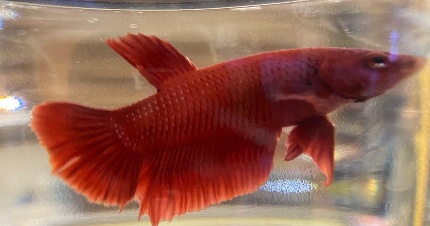Betta Plakat (Male) - Image 9