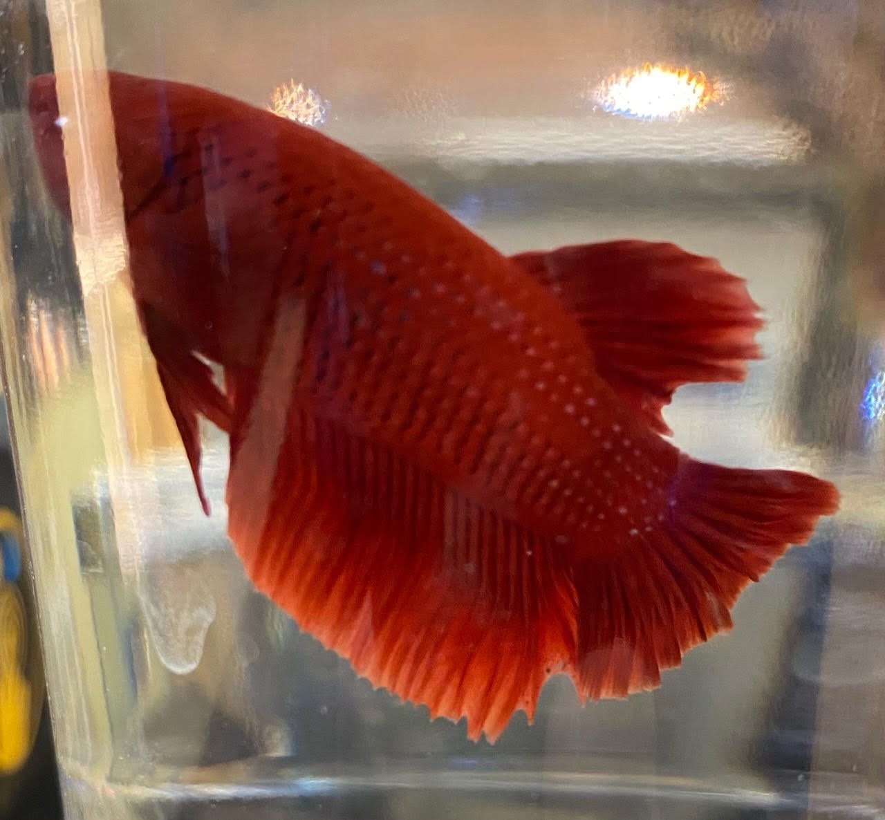 Betta Plakat (Male) - Image 10