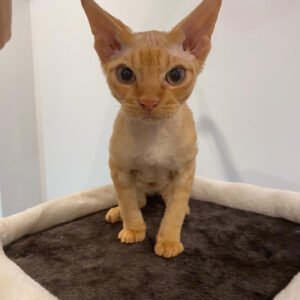 Devon Rex