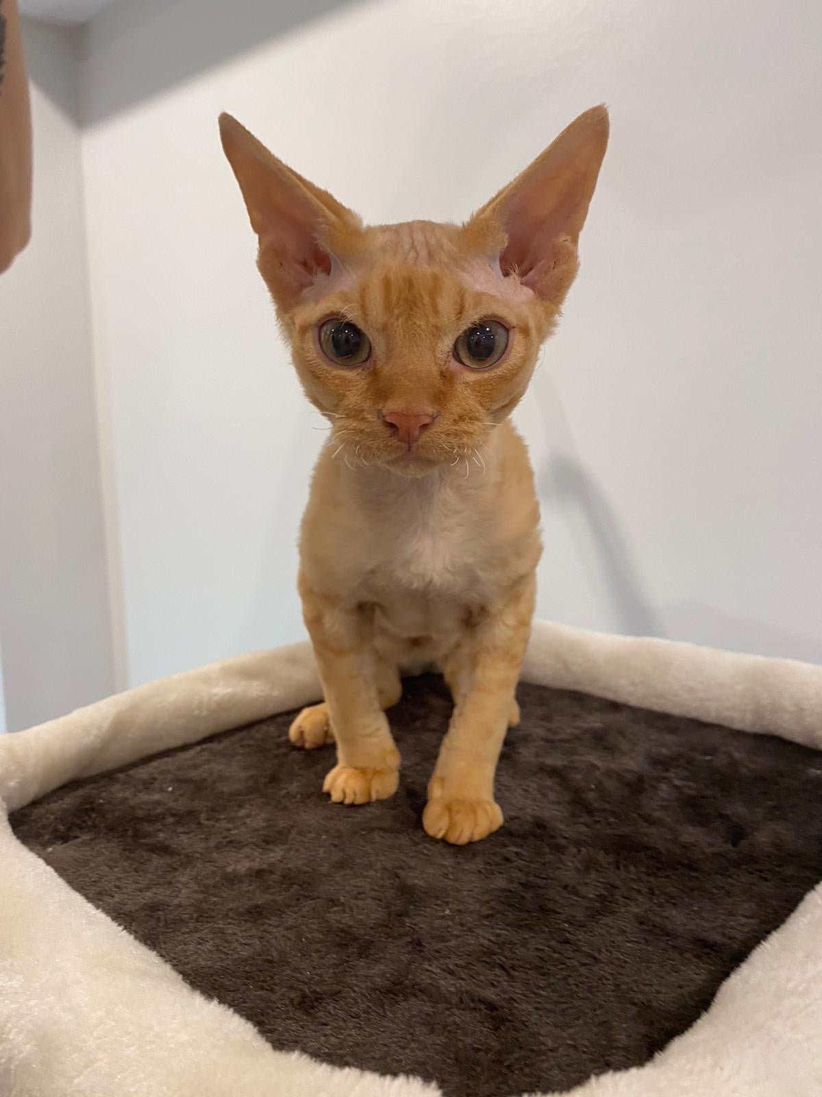 Devon Rex - Image 2