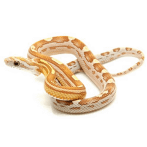 Corn Snake Caramel